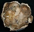 Petrified Cherry Wood Slab - Oregon ( Inches) #6252-3
